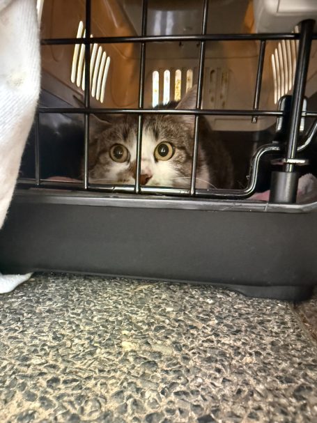 Streunerkatze im Käfig Gefangene Steunerkatze