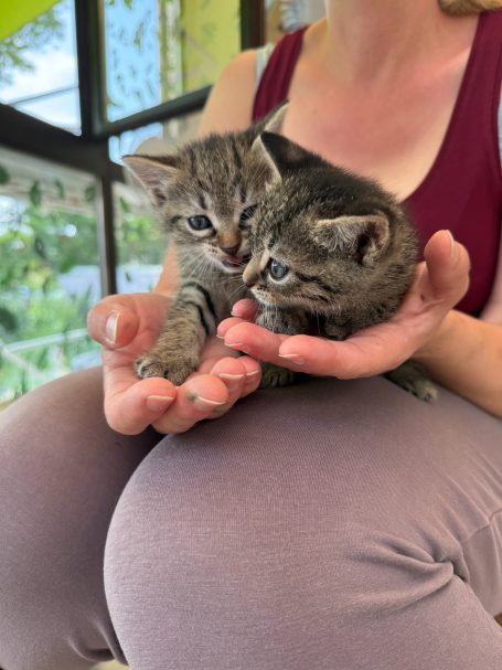 Kätzchen werden sozialisiert Kätzchen auf dem Schoß