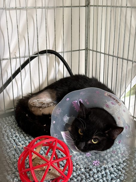 Krümel - Ein Katerchen auf drei Beinen Verletzte Katze mit Halskrause