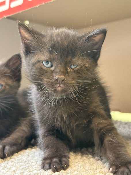 Verschnupftes Kätzchen Kranke Babykatze