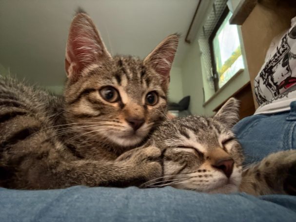 Gezähmte Katzenkinder Katzenkinder