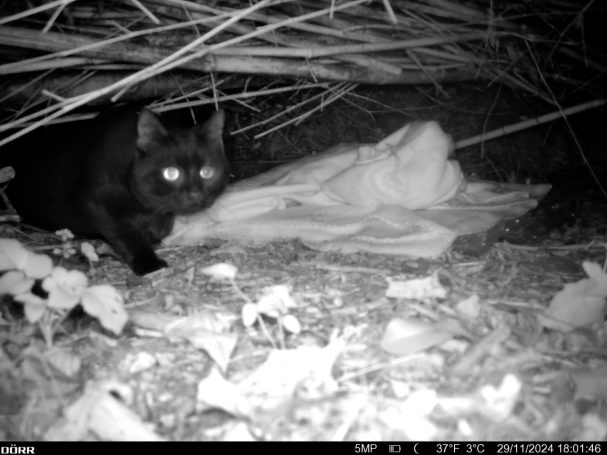 Katze läuft in die Videoüberwachung Verwilderte Hauskatze
